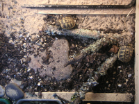 Photo de tortues enregistrée au format PNG et apparaissant comme identique aux photos JPEG et GIF
