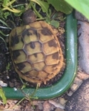Highest quality photo of tortoise