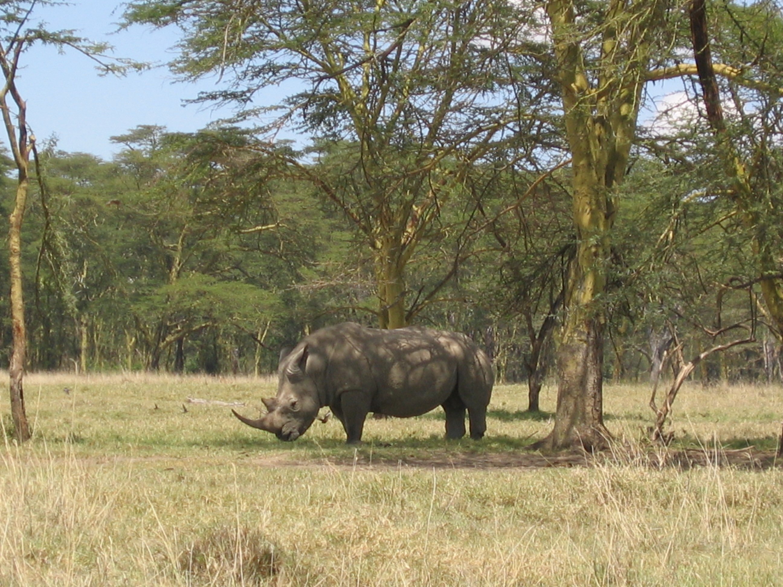 Full-size photo of rhino loads slowly and has to be scaled by the browser
