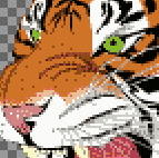 Close-up of tiger with 16 colours